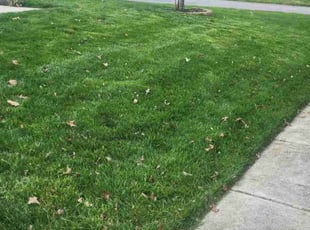 Kamla D.'s Lawn Care service result