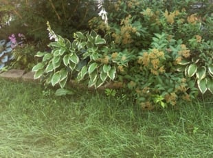Bush Trimming by Hellen Seon for Kiddrick C. in Plymouth, MN