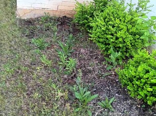 Weeding by David Flores for Kristin P. in Azle, TX