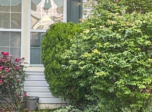 Bush Trimming by Jessica Irving for Freddie L. in Rosedale, MD