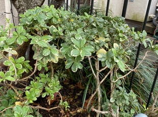 Bush Trimming by Paz Silva for Scott H. in Houston, TX