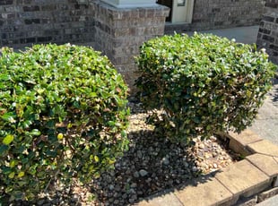 Bush Trimming by Phillip StPreuve for Lynette W. in Lawrenceville, GA