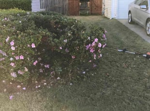 Bush Trimming by Brandon Medlin for Clyde o. in Raleigh, NC