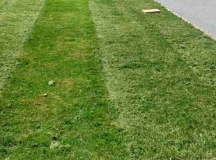 Tina C.'s Lawn Service service result