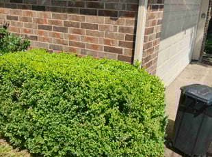 Bush Trimming by Shelton Strawder for Del D. in Arlington, TX
