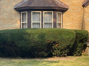 Bush Trimming by Michael Williams for Pam W. in Milwaukee, WI
