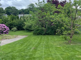 Noel S.'s Lawn Care service result