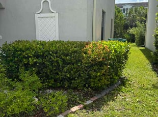 Nestor C.'s Bush Trimming service result