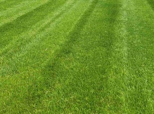 Robin N.'s Lawn Care service result