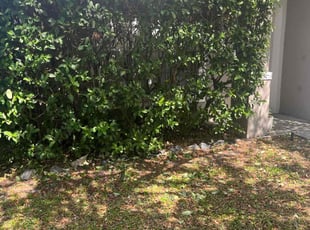 Bush Trimming by Josue Nunez for Ann C. in Winter Park, FL