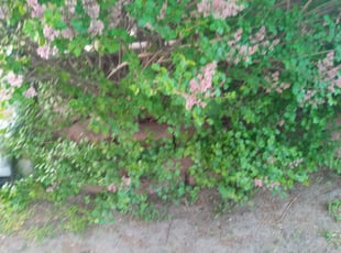 Bush Trimming by Nicholas Gunnels for Michelle S. in Ferndale, MI