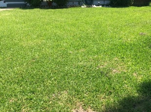 Bush Trimming by Valera Swearngin for LeahAnn C. in Chesapeake, VA