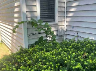 Bush Trimming by Robert Pace for Michael H. in Indianapolis, IN