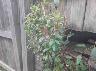 Stephen D.'s Bush Trimming service result