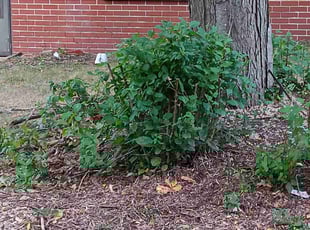Bush Trimming by James Rogers for James O. in Minneapolis, MN