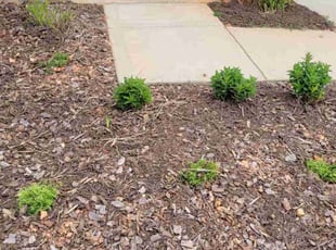 Landscaping by Victor Gaspar for Sally B. in Mooresville, NC