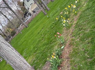 Weeding by Andrew Paul for Vijay V. in Cromwell, CT