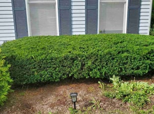 Bush Trimming by Jonathan Calderon for Sam K. in St. Charles, IL
