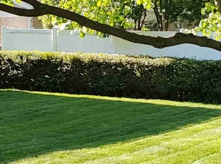 Darby R.'s Lawn Mowing service result