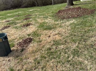 Cleanups by Evan Williams for Jean H. in Dayton, OH