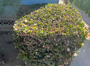 Bush Trimming by Fernando Gomez Rodriguez for Brigitte W. in Los Angeles, CA