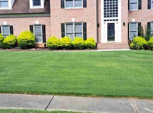 Vincent V.'s Lawn Mowing service result
