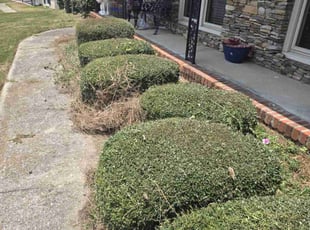 S.G. J.'s Bush Trimming service result