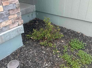 Bush Trimming by Richard Liebetrau for Jami D. in Olathe, KS