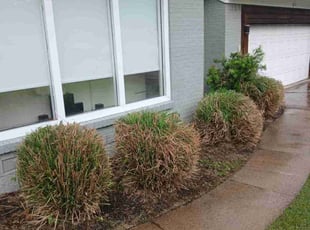 Bush Trimming by Valente Alvarado for Beau B. in Dallas, TX
