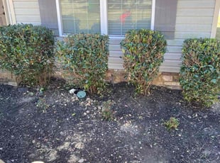 Bush Trimming by Richard Carpenter for April h. in Grovetown, GA