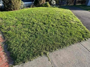 Wanda S.'s Lawn Service service result