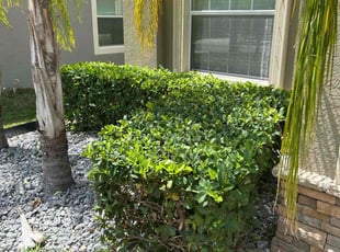 Bush Trimming by Corey Johnson for Cordell B. in Riverview, FL