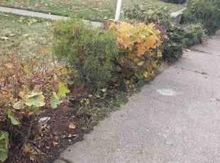 Bush Trimming by Cody Davis for Susan T. in Spokane, WA