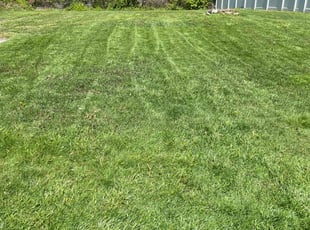 Flora F.'s Lawn Maintenance service result