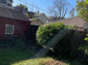 Bush Trimming by Kenneth Walton for David w. in Minneapolis, MN