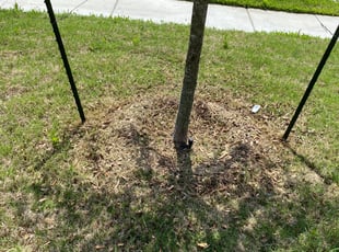 Weeding by Benito Perez for Sunny B. in Pflugerville, TX