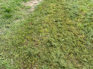 Derlys V.'s Lawn Care service result