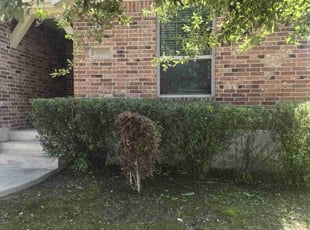 Bush Trimming by Victor Cortes for Michael D. in Round Rock, TX