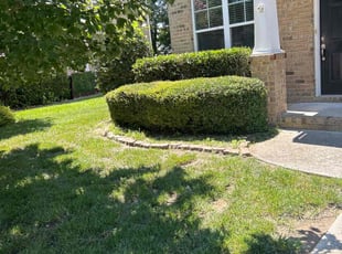 David A.'s Bush Trimming service result