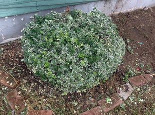 Bush Trimming by Antonio Ortega for Douglas V. in Portland, OR