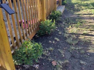 Bush Trimming by RΓ³mulo GonzΓ‘lez for Rebecca F. in Washington, DC