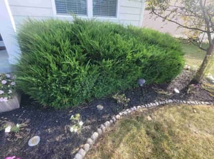 Bush Trimming by Marie Snider for Greg T. in Pickerington, OH