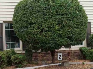 Bush Trimming by Gualberto Mazariegos for Cailey L. in Fairfax, VA