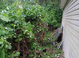 Bush Trimming by Stephen Pace for A G. in Toledo, OH