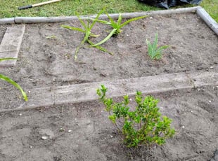 Weeding by Charles Gulley for Pace W. in Pensacola, FL