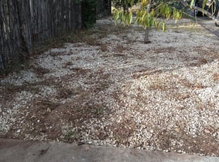 Leaf Removal by Gabriel Galarza for Kate H. in Austin, TX