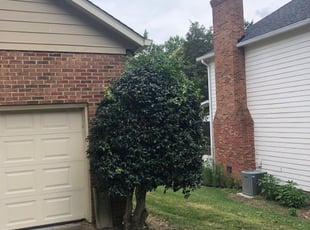 Bush Trimming by Stacy LeMay for Emily M. in Charlotte, NC