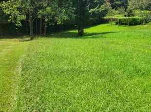 Yolanda B.'s Lawn Mowing service result