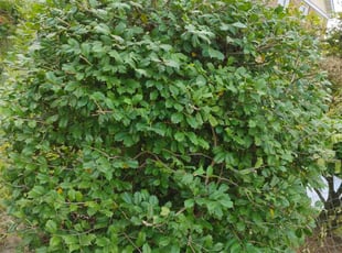 Bush Trimming by Luis Velasco for Latoya S. in Glenarden, MD