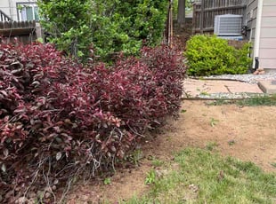 Bush Trimming by David Garland for Sabrina M. in Parker, CO